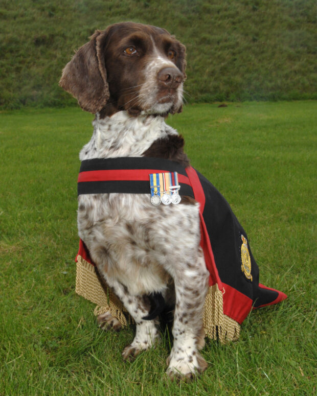 Date:- 13 Oct 2010 WAD-10-0950. Sgt Barrow of the Royal Air Force Police Dog Section at RAF Waddington with Buster the RAFP sniffer dog who is about to become a mascot for the RAFP dog units. For further information contact: Royal Air Force Waddington Media Communications Officer, RAF Waddington MCO Waddington Lincolnshire LN5 9NB Tel 01522 726804