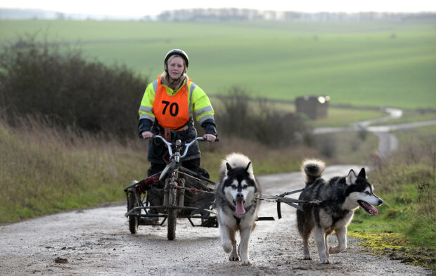 While those military personnel not supporting the flood relief were on leave over the festive period, the Salisbury Plain Training Area hosted an exercise of the canine variety. The Alaskan Malamute Working Association (AMWA) returned to the military training area on the Sunday 27th and Monday 28th December 2015 for its annual Working Dog Event, the Salisbury Plain Trek. The event organiser, John Binding said: "Salisbury Plain is an ideal venue with its wide range of terrain and conditions. It is the perfect place to learn about the dogs' abilities and to work together as a team. The weather once more was ideal for our canine competitors". ÔThe purpose of the Trek which is not timed is to allow competitors who go out in groups, the opportunity to work their dogs in harness over longer distances which is really what they are bred to do. There are a choice of four distances Ð 7.5, 13, 16.5 or 25 miles. There was also a night run which was set to be a minimum of 10 miles. Potentially teams could cover a minimum of 60 miles over the two daysÕ. ÔThere were different team sizes ranging from one to eight dogs. We use a three-wheeled cart called a Rig which the team of harnessed dogs is connected to using a gang line and pull from the front. The only control you have over them is by voice commands. Purpose built scooters and mountain bikes can also be used for one-dog teams, which they pull from the frontÕ. ÔThe dogs do genuinely enjoy working in harness. They tend to get very excited and at times noisy and just want to go. ItÕs the stopping that can be fun. It is however, about knowing you dogs and their capabilities. You work as a team, competitor and dog alikeÕ. The event attracted over 30 entries over the two days with up to 100 sled dogs, with some competitors travelling from as far as Ireland, Birmingham and Essex to compete. The aim of the Trek is for the teamsÕ to earn their Working Dog Trek certificates, by completing those set confirmed mileages at an AMWA organised event.