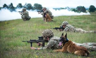 102 Military Working Dogs (MWD) Squadron, from 1st Military Working Dog Regiment, conduct Live Fire Tactical Training (LFTT) on Sennelager Ranges in Germany. The LFTT package not only allows the soldiers to undertake their contingency readiness requirement, but also allows the dogs of the squadron to undertake enhanced battle inoculation, simulating some of the possible stresses of battle that they could encounter on current or future operations. Live firing and movement around the battlefield provides a demanding environment to hone the soldiers skills, not just for combat but as a dog handler also. For the Military Dogs, the experience of live firing and explosions reduces their tendency to be scared by the sounds of weapons firing and explosions allowing them to become calm and controlled in stressful situations. Photographed here are from LtoR Pte Carly Abbs, LCpl Nicola Parfrement with MWD Zafari, Pte Ben Last, Pte Caen Morris with MWD Harry. Photographer - Mr Dominic King - Army Press Office Germany