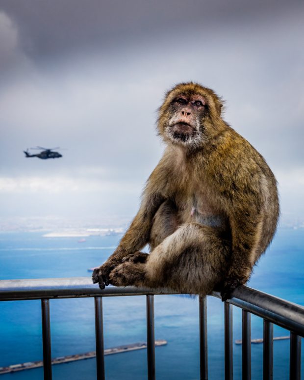 Pictured at the Rock of Gibraltar is a Barbary Macaques ape and a Merlin Mk3 helicopter. The apes are a species of tailless monkeys and are the only free-living monkeys in Europe. Working from RAF Gibraltar, 2 Merlin Mk3 helicopters from 846 Naval Air Squadron based at Royal Naval Air Station Yeovilton in Somerset, have been consolidating their contingency deployment capability during Exercise Barbary Commando 16. August 7, 2016.