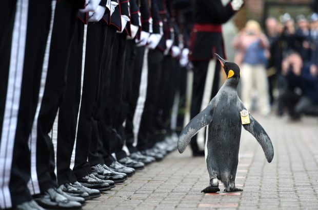 Nils Olav the penguin inspects the Guard of Honour formed by His Majesty the King of Norways Guard. On Monday morning, 22 August, His Majesty the King of Norway's Guard paid a very special visit to RZSS Edinburgh Zoo to bestow a unique honour upon our resident king penguin Sir Nils Olav. Already a knight, the most famous king penguin in the world was given the new title of Brigadier Sir Nils Olav. The prestigious title was awarded during a special ceremony which was attended by over 100 uniformed soldiers of His Majesty the King of Norways Guard, who are taking part in The Royal Edinburgh Military Tattoo this year. Sir Nils paraded his way up Penguin Walk, whilst inspecting the soldiers of the Guard. Brigadier David Allfrey, Producer and Chief Executive of The Royal Edinburgh Military Tattoo, added: This is just a simply fantastic example of the great relations between our two countries, and it couldnt be a more charming tradition. At the Tattoo we of course have many inspecting officers but this is by far my favourite. Congratulations, Brigadier Olav!