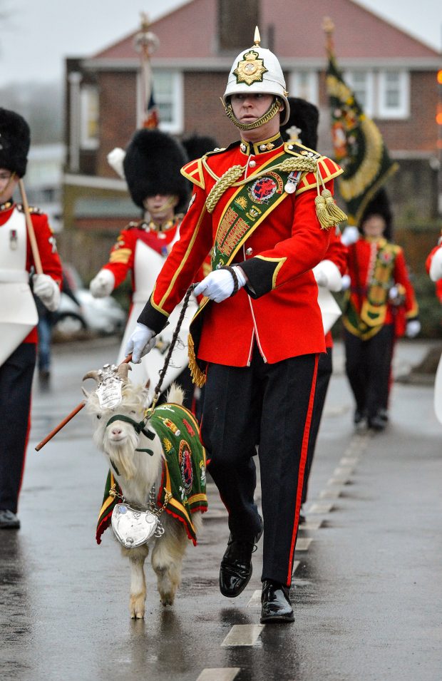 Pictured: Goat Major Fusilier Mathew Owen and Llywelyn the goat march from the Officer's Mess to Tidworth Garrison Theatre as part of Llywelyn's pass out parade. Following the sad death of their Regimental mascot, Lance Corporal Gwillam ‘Taffy VI’ Jenkins in May of last year, Wiltshire based The 1st Battalion of The Royal Welsh will welcome its newest recruit, Fusilier (Fus) Llywelyn 23244169, at a short ‘pass out’ ceremony to be held in Tidworth, Wiltshire on Friday 22 January 2016. In 1844, Queen Victoria presented the Royal Welch Fusiliers with its first official Royal goat and since this time the Regular and Reserve battalions have recruited a goat from the Royal herd at the Great Orme, Llandudno. Following months of basic training under the watchful eye of the Goat Major Fus Matthew Owen, Fus Llywelyn is ready to ‘pass out’ and media are invited to share the occasion as he parades from the Officer’s Mess at Lucknow Barracks to Tidworth Garrison Theatre. Photographer - Cpl Daniel Wiepen RLC (Army Photographer) - Army Headquarters NOTE TO DESKS: MoD release authorised handout images. All images remain Crown Copyright. Photo credit to read - Cpl Daniel Wiepen RLC (Phot) richardwatt@mediaops.army.mod.uk shanewilkinson@mediaops.army.mod.uk Richard Watt - 07836 515306 Shane Wilkinson - 07901 590723