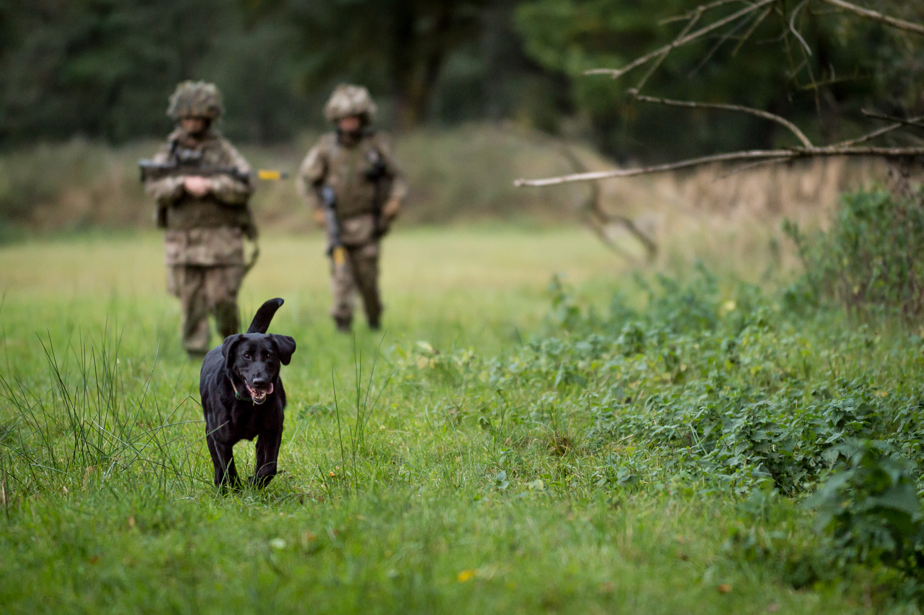 Reserve and Regular Military Working Dog Squadrons Exercise together in Germany.  Members of the Reserve's, 101 Military Working Dog Squadron (101 MWD Sqn), along with their Regular colleagues from 102 Military Working Dog Squadron, 1st Military Working Dog Regiment (1 MWD Regt) have today completed their final training task together in Germany. Exercise CHIRON ALLIANCE, where members from across the Regiment came together to test their military skills, was a Squadron level exercise to test the units infantry and soldiering skills as well as their dog handling skills in a testing environment, both for themselves and their animals.   Photographer; Mr Dominic King  Army Press Office Germany