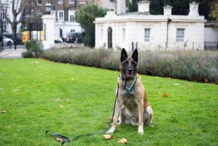 Mali the Dog, awarded the Dickin Medal